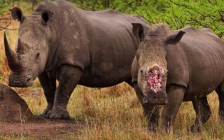 Badak di Dunia Digital