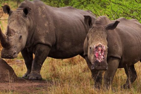 Badak di Dunia Digital