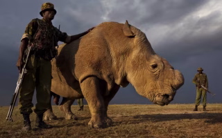 Jejak Digital Badak yang Tak Banyak Diketahui