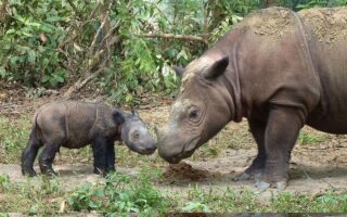 Sejarah Genom Badak: Jejak 16 Juta Tahun yang Terungkap Melalui DNA Purba