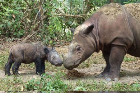 Sejarah Genom Badak: Jejak 16 Juta Tahun yang Terungkap Melalui DNA Purba