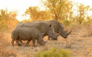 5 Fakta Mengejutkan tentang Badak yang Membuatmu Melihatnya dengan Cara Baru