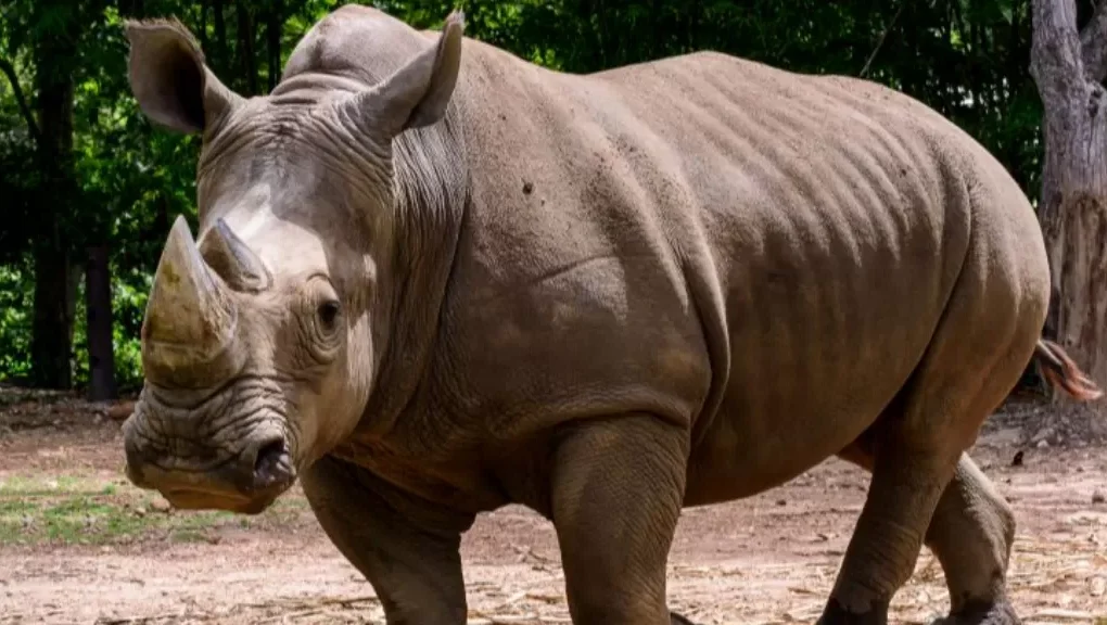 Badak di Ambang Punah 2025: Fakta Mengejutkan yang Jarang Dibahas Media Digital