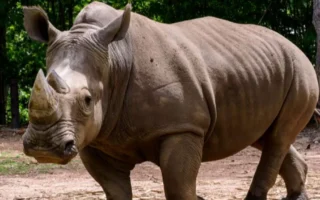 Badak di Ambang Punah 2025: Fakta Mengejutkan yang Jarang Dibahas Media Digital