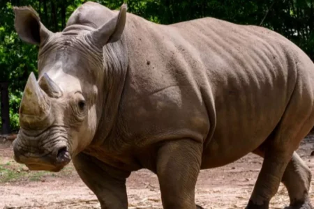 Badak di Ambang Punah 2025: Fakta Mengejutkan yang Jarang Dibahas Media Digital