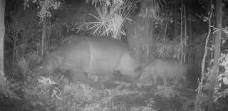 Baru saja terekam kamera jebak di Taman Nasional Ujung Kulon pada Januari 2026 . Ini adalah kabar baik untuk konservasi satwa langka.