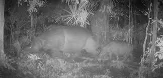 Baru saja terekam kamera jebak di Taman Nasional Ujung Kulon pada Januari 2026 . Ini adalah kabar baik untuk konservasi satwa langka.