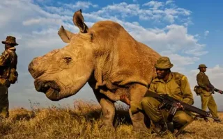 Saya Menjadi 'Ibu Angkat' Badak Via Streaming 24 Jam: 6 Malam Tanpa Tidur yang Mengubah Hidup Saya