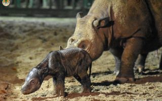 Badak Sumatera Kembali Terlihat di Kalimantan? Mei 2026, Kamera Taman Nasional Jepret Hewan yang Sudah 'Punah' – Netizen Nangis Haru
