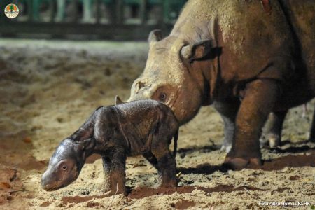 Badak Sumatera Kembali Terlihat di Kalimantan? Mei 2026, Kamera Taman Nasional Jepret Hewan yang Sudah 'Punah' – Netizen Nangis Haru