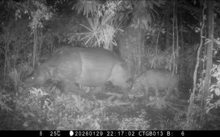 Sinyal dari Hutan Jawa: Mengapa “Anak Badak Ke-100” di Ujung Kulon Adalah Kemenangan Teknologi AI Konservasi di Mei 2026?