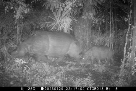 Sinyal dari Hutan Jawa: Mengapa “Anak Badak Ke-100” di Ujung Kulon Adalah Kemenangan Teknologi AI Konservasi di Mei 2026?
