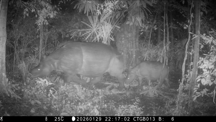 Sinyal dari Hutan Jawa: Mengapa “Anak Badak Ke-100” di Ujung Kulon Adalah Kemenangan Teknologi AI Konservasi di Mei 2026?