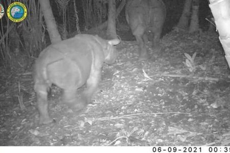 Satu Anakan di Ujung Kulon dan Dua Betina di Kalimantan: 2026 Jadi Tahun Kritis bagi Badak Asia