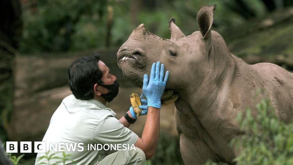 Badak Berfoto Selfie di HP Penjaga Hutan? Juni 2026, Web Kamera Jebak Badak Justru Viral karena Tingkah Kocak Si Cula Satu yang Gak Pernah Di Duga