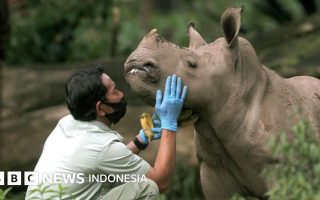 Badak Berfoto Selfie di HP Penjaga Hutan? Juni 2026, Web Kamera Jebak Badak Justru Viral karena Tingkah Kocak Si Cula Satu yang Gak Pernah Di Duga
