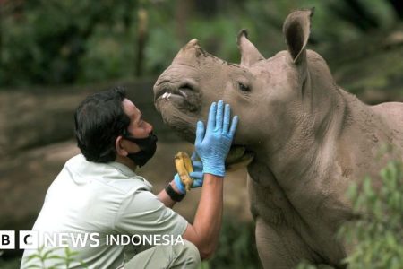 Badak Berfoto Selfie di HP Penjaga Hutan? Juni 2026, Web Kamera Jebak Badak Justru Viral karena Tingkah Kocak Si Cula Satu yang Gak Pernah Di Duga