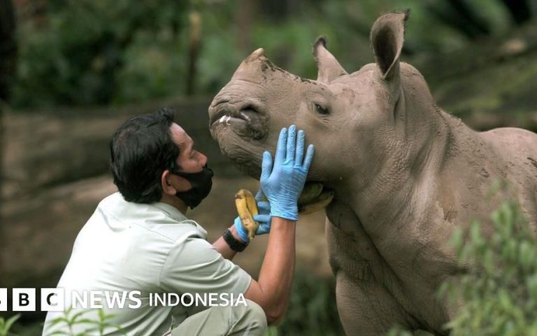 Badak Berfoto Selfie di HP Penjaga Hutan? Juni 2026, Web Kamera Jebak Badak Justru Viral karena Tingkah Kocak Si Cula Satu yang Gak Pernah Di Duga