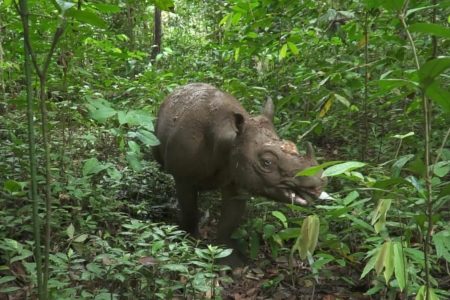 Misi Penyelamatan Badak 2026: Terobosan Teknologi Genetik dan Masa Depan Konservasi Satwa Langka di Indonesia