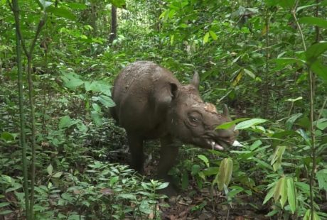 Misi Penyelamatan Badak 2026: Terobosan Teknologi Genetik dan Masa Depan Konservasi Satwa Langka di Indonesia