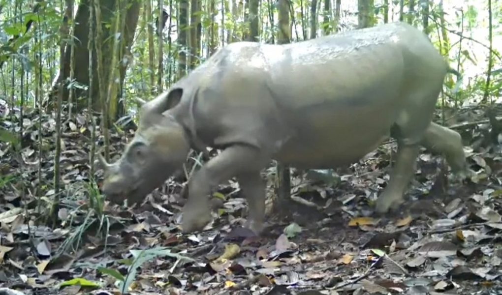Badak Kalimantan Tersisa 2 Betina, Bayi Tabung Jadi Harapan Terakhir—Ini Kisahnya!