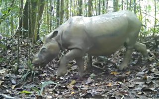Badak Kalimantan Tersisa 2 Betina, Bayi Tabung Jadi Harapan Terakhir—Ini Kisahnya!