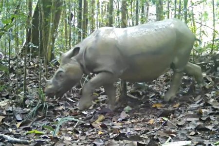 Badak Kalimantan Tersisa 2 Betina, Bayi Tabung Jadi Harapan Terakhir—Ini Kisahnya!