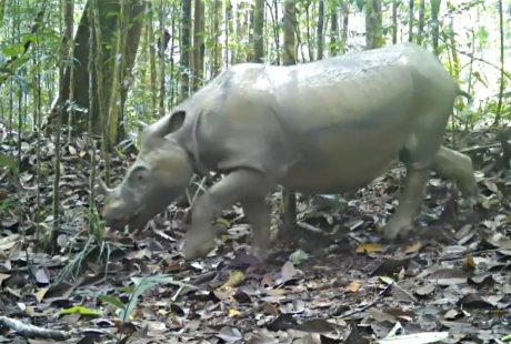 Badak Kalimantan Tersisa 2 Betina, Bayi Tabung Jadi Harapan Terakhir—Ini Kisahnya!