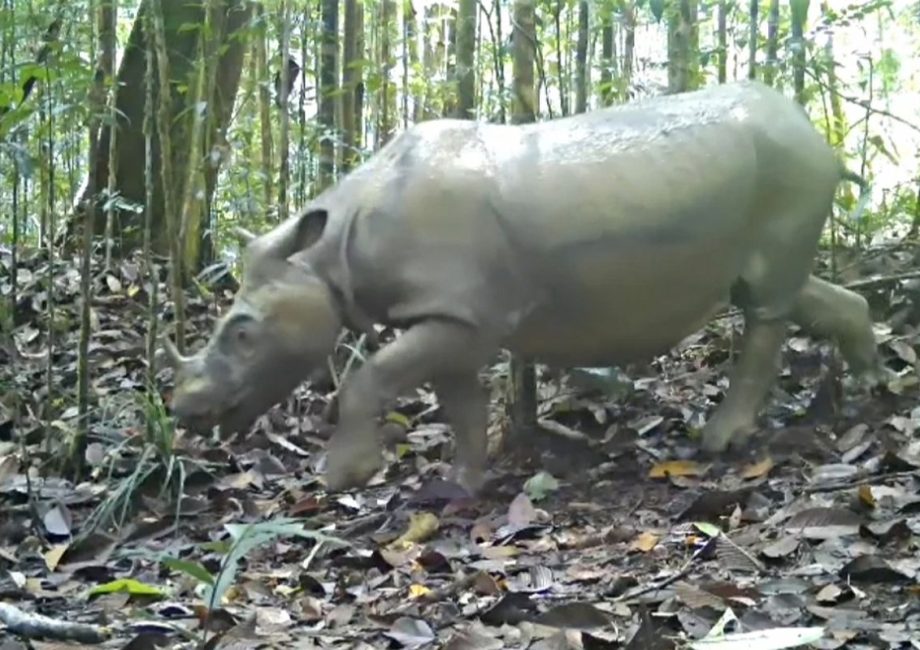 Badak Kalimantan Tersisa 2 Betina, Bayi Tabung Jadi Harapan Terakhir—Ini Kisahnya!