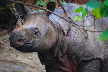 Perang Senyap di Ujung Kulon: Teknologi dan Strategi Baru Selamatkan Badak Jawa 2026